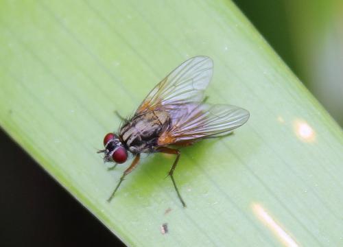 Mydaea urbana